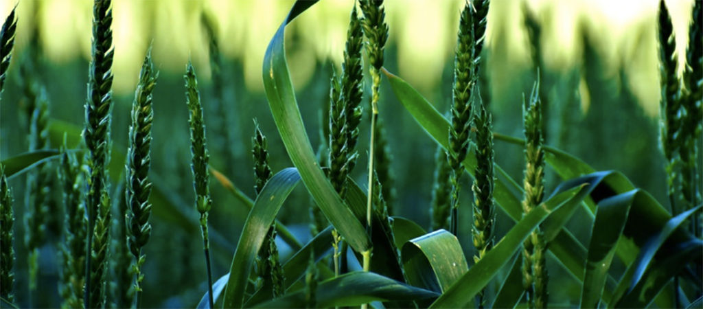 wheat field closeup